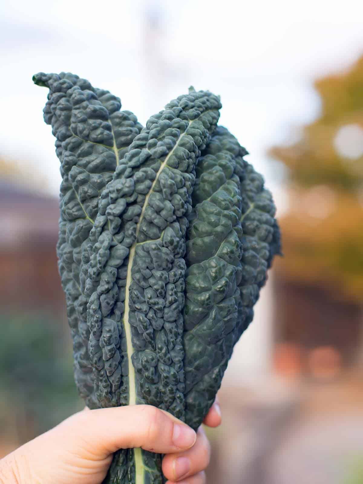fresh kale from the garden
