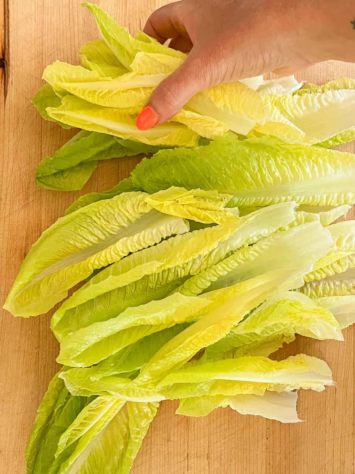 fresh crips romaine lettuce hearts fresh washed for caesar salad