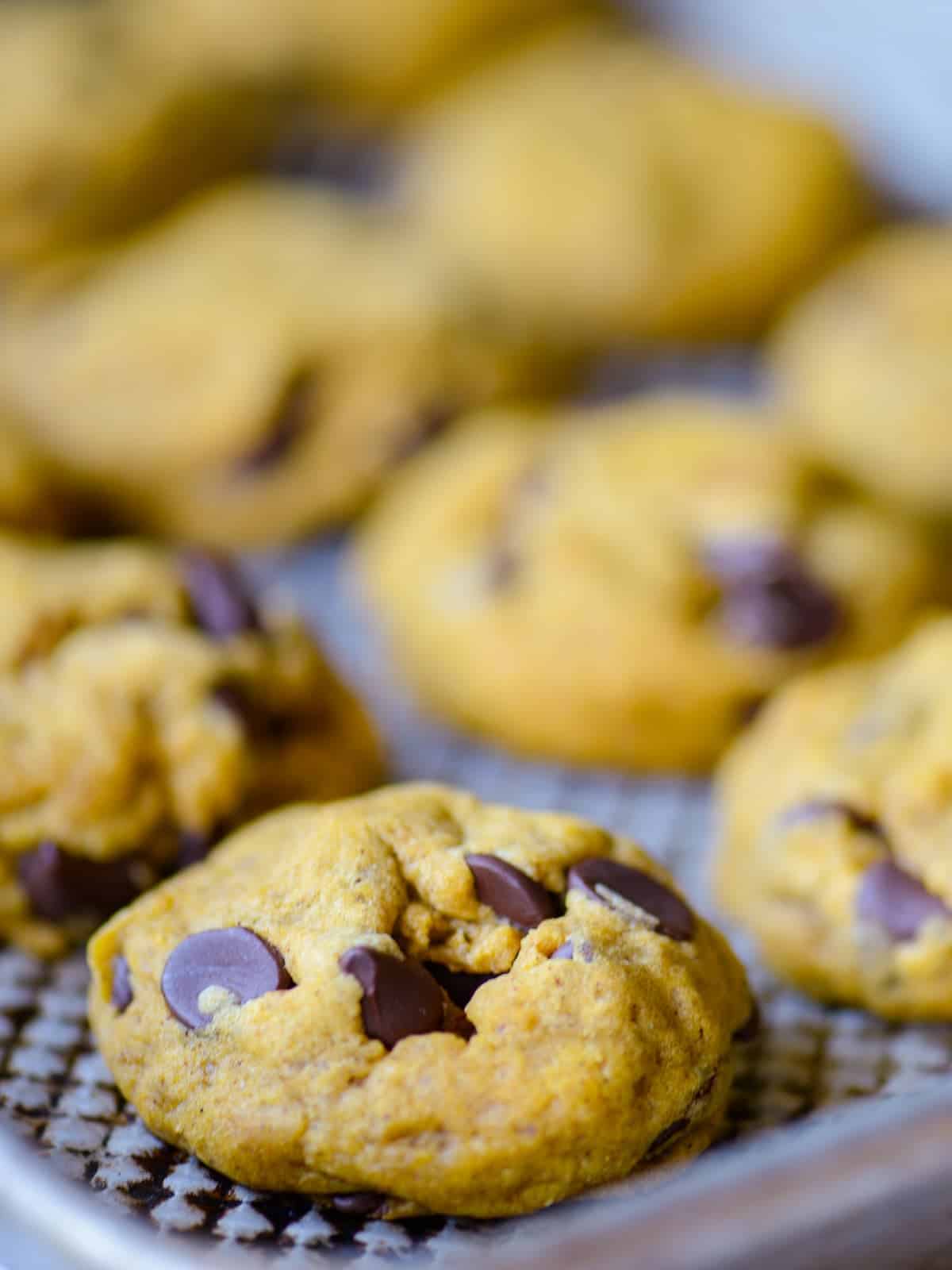 pumpkin chocolate chips cookies on a baking sheet